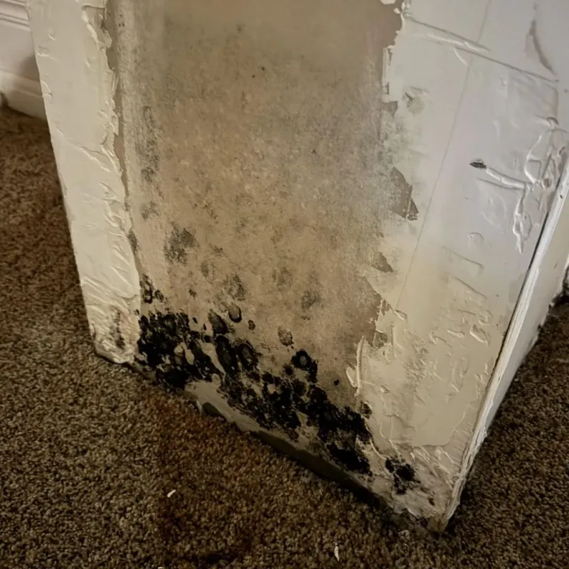 Professional Mold Removal in Santa Clara, UT